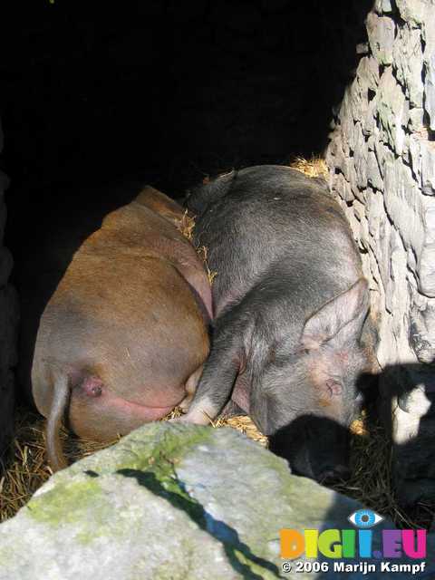 19398 Pigs snoozing